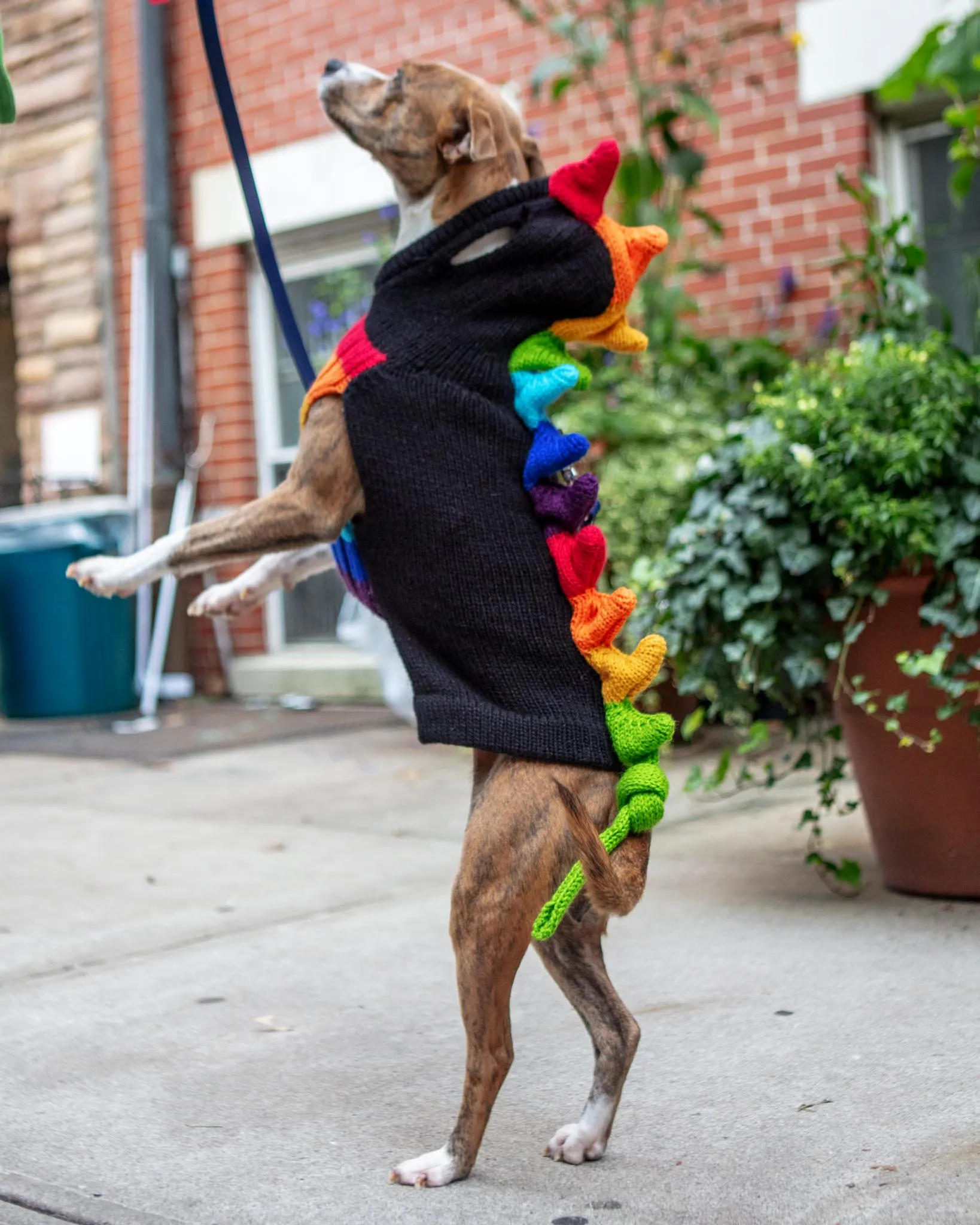 Rainbow Dragon Handknit Dog Sweater w/ Hood